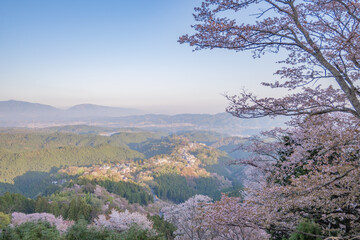 吉野山の桜