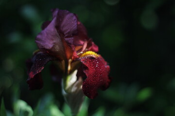 Wet red iris flower at sunset after rain