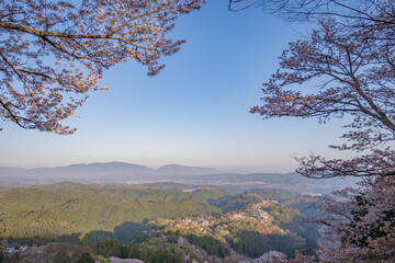 吉野山の桜
