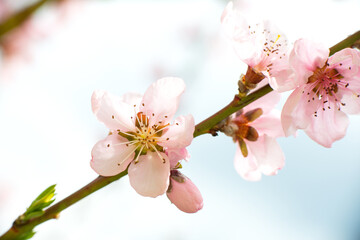 Spring time. A branch with delicate pink flowers from an apricot tree close-up against a blue sky
