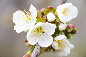 Spring. A branch with white flowers from an apple tree close-up on a blurred background, a garden in the distance