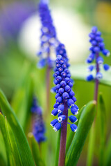 Beautiful flower of blue grape hyacinth against blurred green grass. flowering bluebells