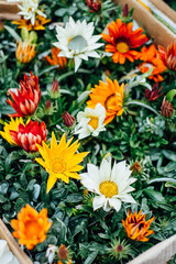 Gazania flowers, white, yellow, red and orange, texture, background