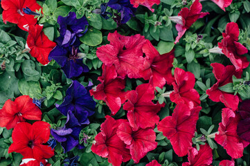 surfinia and petunia flowers red and blue, background, texture of flowers