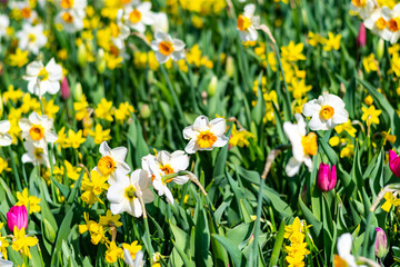 Obraz premium Narcissus flower at Dutch garden. Beautiful flowers in bloom, springtime.