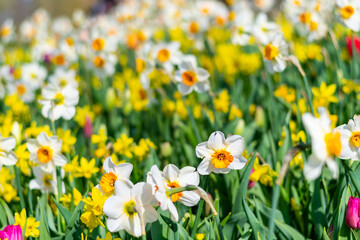 Narcissus flower at Dutch garden. Beautiful flowers in bloom, springtime.