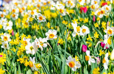 Narcissus flower at Dutch garden. Beautiful flowers in bloom, springtime.