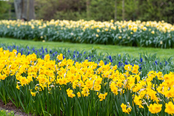 Narcissus flower at Dutch garden. Beautiful flowers in bloom, springtime.