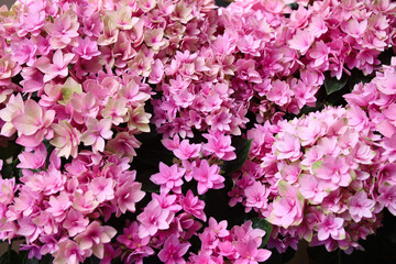 アジサイ　星あつめ