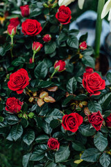 red trojans, background, texture, green