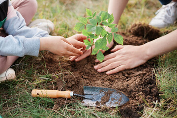Close up view of woman's and kid's hands pruning raspberry bushes with garden shears, digging a...