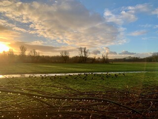 landscape with ducks