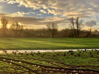 landscape with ducks