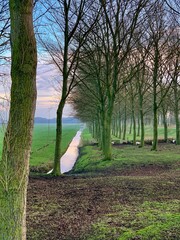 Trees in the field © Peter
