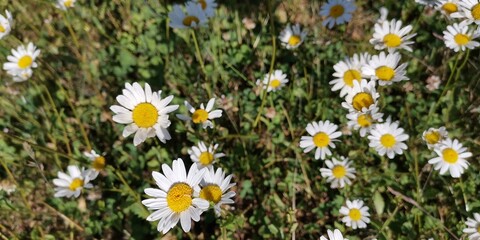 field of daisies