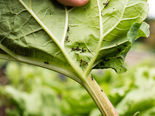 black aphid and ants on a green rhubarb leaf