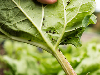black aphid and ants on a green rhubarb leaf