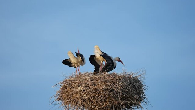 A nest of white storks Ciconia ciconia greets each other with a click of its beak, then one stork flies away from the nest. Sparrows fly near the nest.