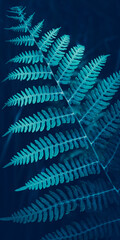Creative wallpaper for mobile phone. Dark blue fern leaves texture, plants in nature landscape, forest. Fresh tropical foliage. Natural pattern, backgrounds.