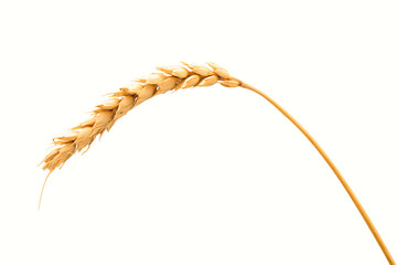 Isolated ear of wheat or rye on a white background. The concept of agriculture food and baking