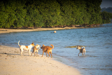 Indian pet dogs playing on the beach splashing water around while they run in goa, havelock,...