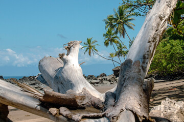 Driftwood on beach near Drake Bay, Costa Rica