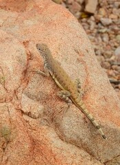 close up of  a western zebra-tailed lizard resting on a boulder in spring along the valley view overlook trail in saguaro national park near tucson, arizona