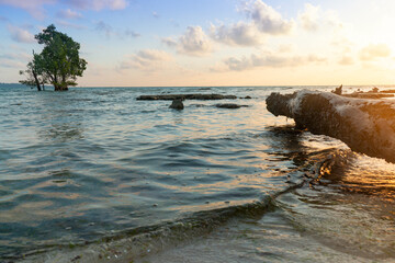 tree log on the beach with corn blue green water panning to mangrove tree with the blue red cloudy sky sunrise dawn shot at havelock andaman island