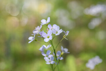 A cuckoo flower (Cardamine pratensis) on a sunny meadow.