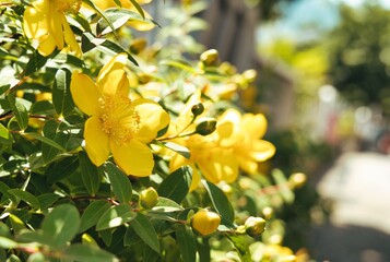 海沿いの近くに咲く花たち