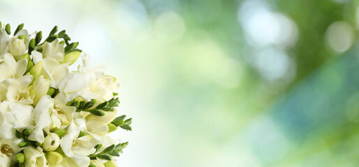 Beautiful white freesia flowers outdoors on sunny day, space for text. Banner design