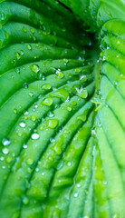 Obraz premium Green leaf, burdock with water drops. Vertical banner, wallpaper, leaf texture. Dew on leaves after rain.