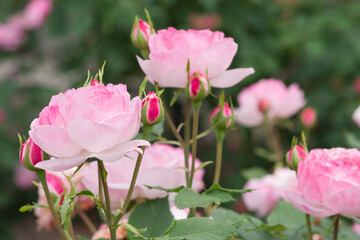 Fototapeta premium ピンクの薔薇（ポイボス） Phoebus