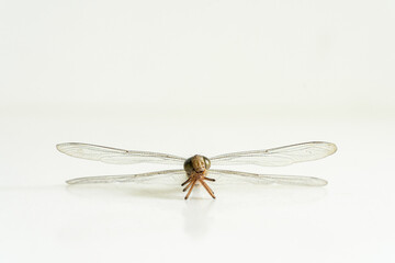 Dragonfly holds its gills with legs isolated on white background. Beneficial insect with a pair of large, multifaceted compound eyes, two pairs of strong, transparent wings and an elongated body.




