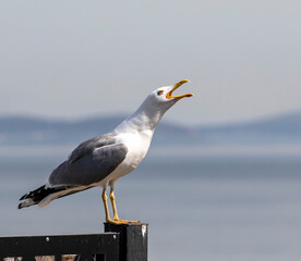 Singing Seagull