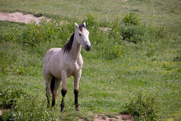 Obraz na płótnie Canvas Pale horse standing in field at Outer Hope in Devon