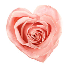 Beautiful pink rose in shape of heart on white background