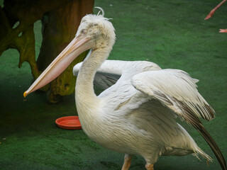 Pelican, big water birds wide open their wings
