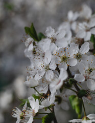 Blooming cherry plum branch in the garden. White cherry flowers close up on a blurred background.