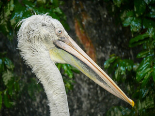 Pelican, Big water birds close up picture. pelicans are characterized by a long beak and a large throat pouch.