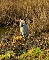 heron in sun