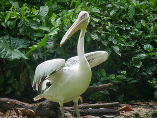 Pelican, big water birds wide open their wings