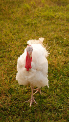 White turkeys graze on grass on the farm in summer