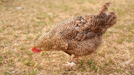 Chicken grazes on a farm in the village