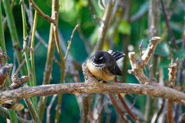 The pied New Zealand fantail or piwakawaka sits on a branch.