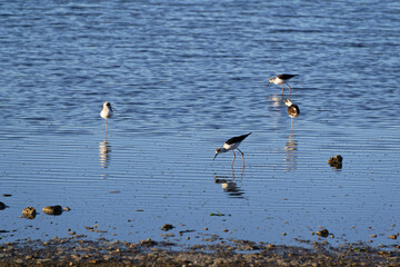 Juvenile pied stilts, waders, are in the coastal shallows