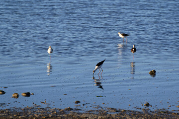 A juvenile pied stilt is walking in