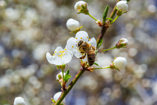 Honey bee in caucasian plum blossoms. Prunus cerasifera var.divaricata