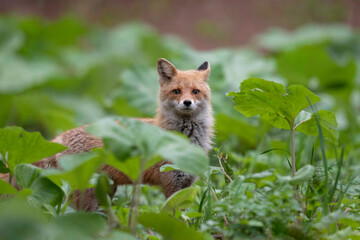 春のキタキツネ