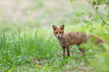 春のキタキツネ